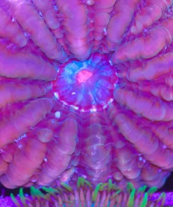 Wysiwyg XL Cynarina (C96)