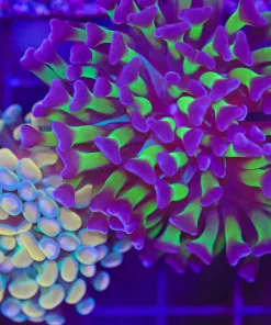 Wysiwyg 2 for 1 Hammer Combo (C105) *save 50%*