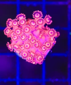 Wysiwyg Hyper Red Flowerpot Coral (C127)