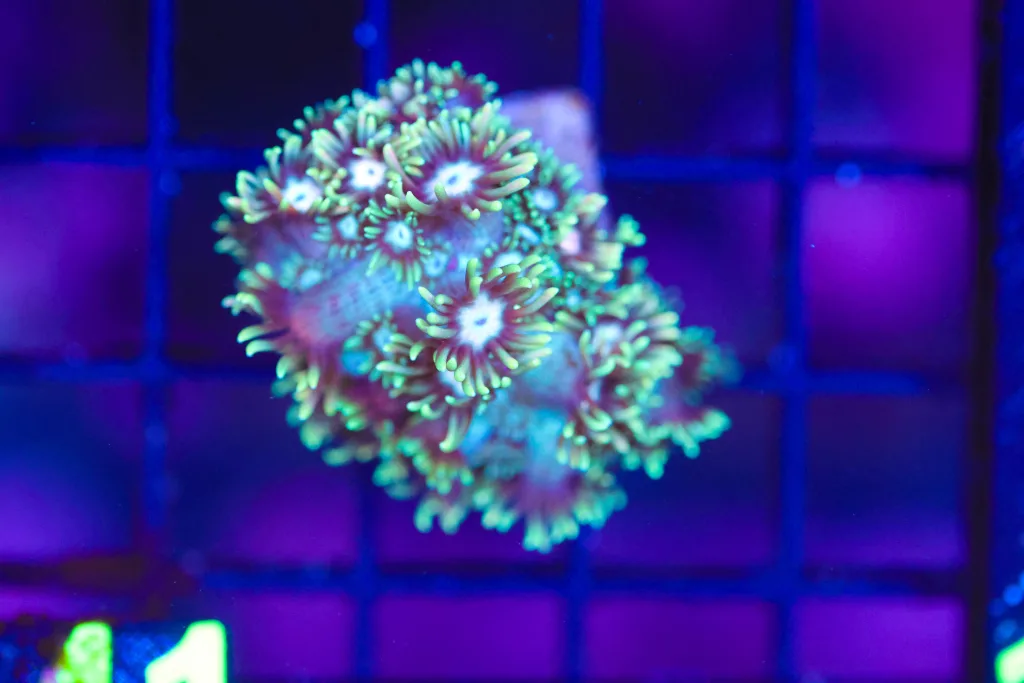 Frag Box Corals