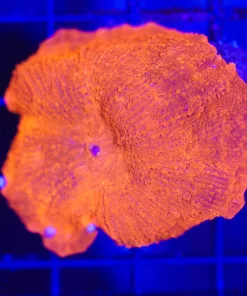 Wysiwyg The Brightest Mushroom Ever (C153)