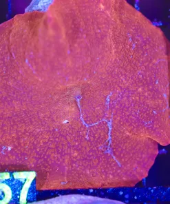 Wysiwyg MASSIVE Iron Man Mushroom (C157)