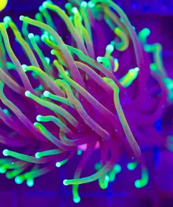 Wysiwyg Dragon Soul Torch (C24)