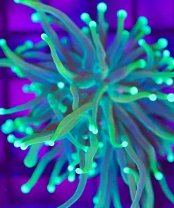 Wysiwyg Torch (C31) *early black friday promo*