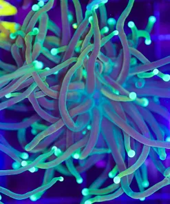 Wysiwyg Torch Coral (C45) early black friday promo