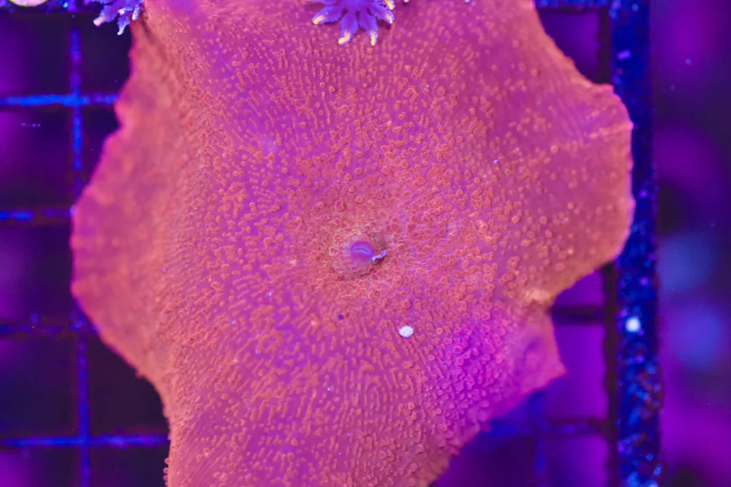 Frag Box Corals