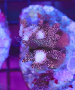 Wysiwyg Acropora Stump #1 *pick up only – read description*