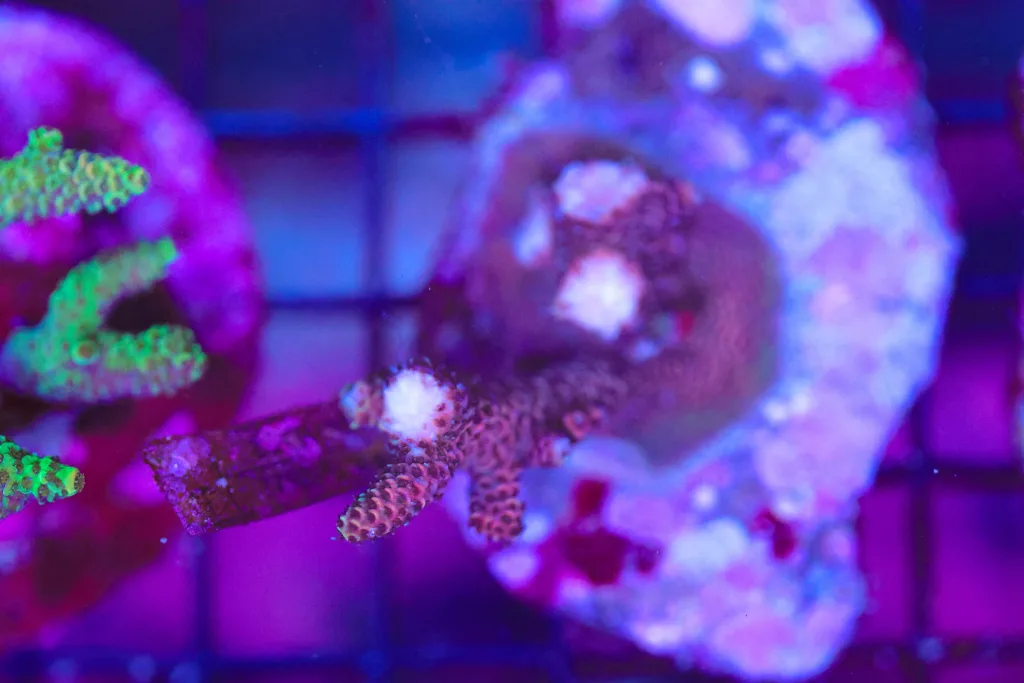 Frag Box Corals