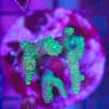 Wysiwyg Acropora Stump #3 *pick up only – read description*