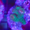 Wysiwyg Acropora Stump #6 *pick up only – read description*