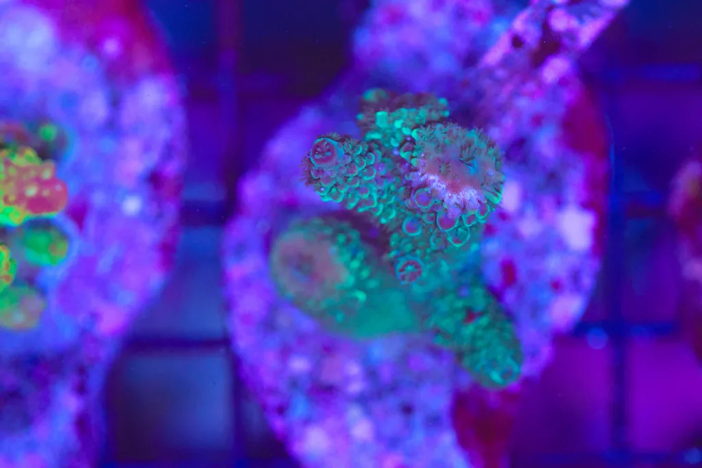 Frag Box Corals