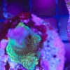 Wysiwyg Acropora Stump #8 *pick up only – read description*