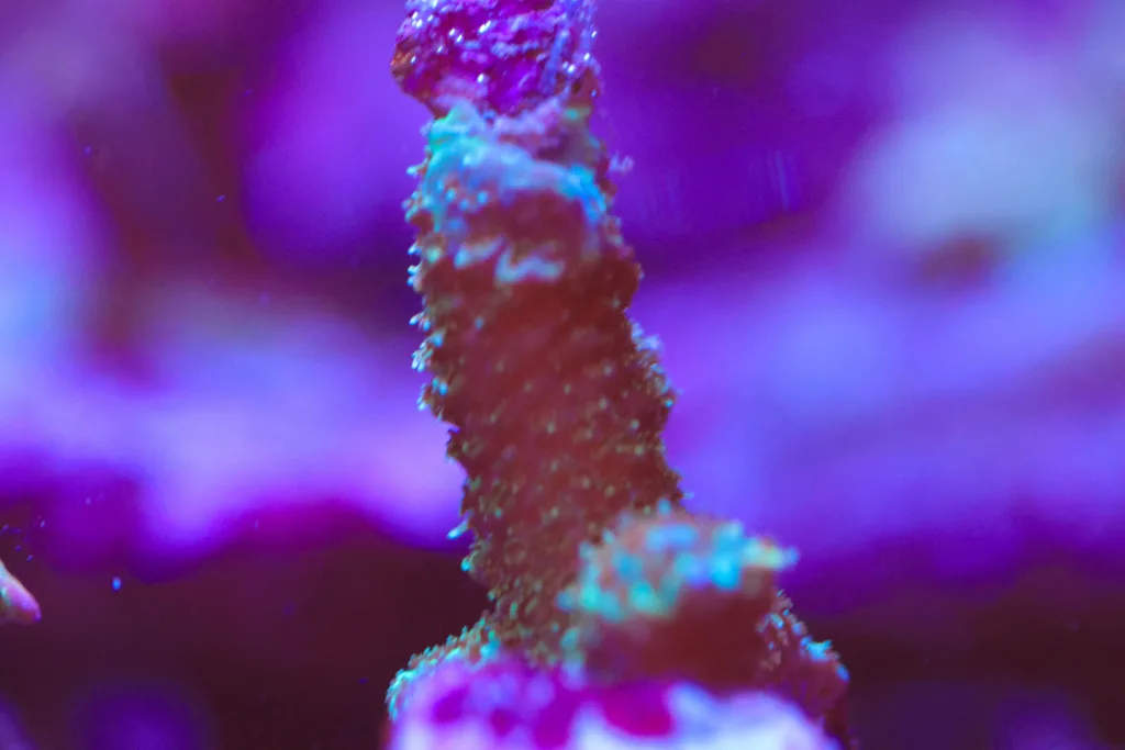Frag Box Corals