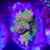 Wysiwyg Acropora Stump #9 *pick up only – read description* Wysiwyg Acropora Stump #9 *pick up only – read description*