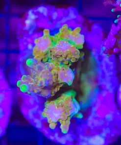 Wysiwyg Acropora Stump #9 *pick up only – read description*