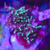 Wysiwyg Acropora Stump #10 *pick up only – read description*