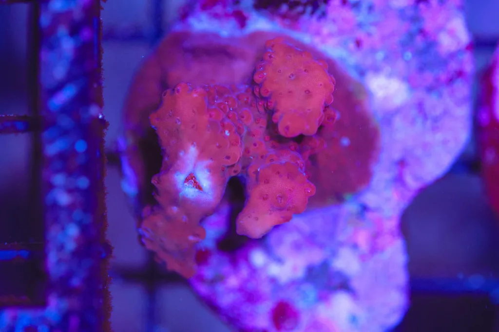 Frag Box Corals