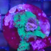 Wysiwyg Acropora Stump #12 *pick up only – read description*