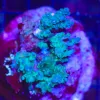 Wysiwyg Acropora Stump #13 *pick up only – read description* Wysiwyg Acropora Stump #13 *pick up only – read description*