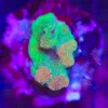 Wysiwyg Acropora Stump #14 *pick up only – read description*