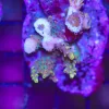 Wysiwyg Acropora Stump #15 *SOLD ! * WILL