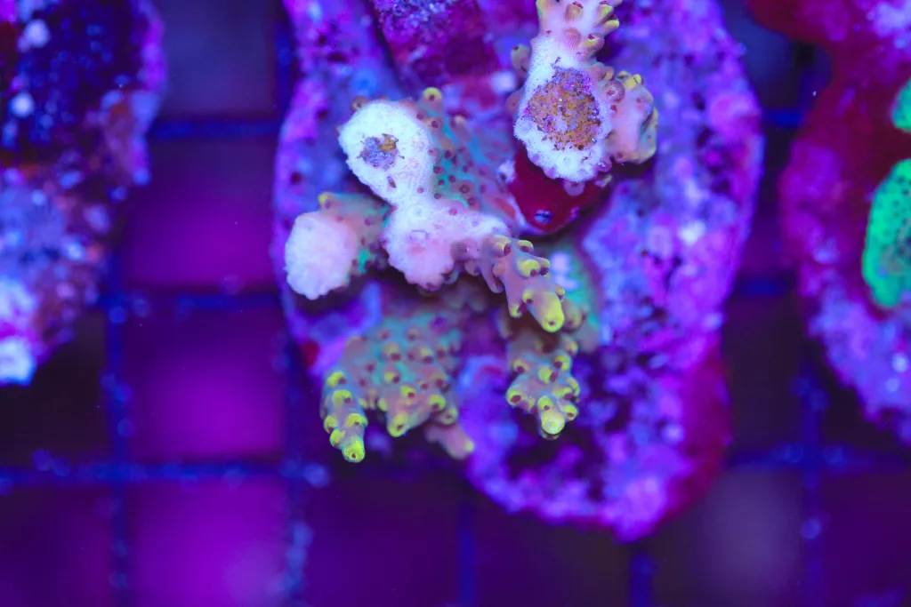 Frag Box Corals