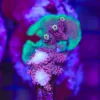 Wysiwyg Acropora Stump #16 *pick up only – read description*