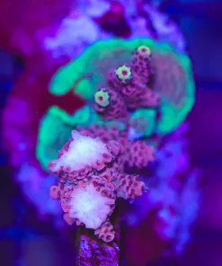 Wysiwyg Acropora Stump #16 *pick up only – read description*