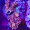 Wysiwyg Acropora Stump #17 *pick up only – read description*