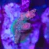 Wysiwyg Acropora Stump #18 *pick up only – read description*