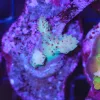 Wysiwyg Acropora Stump #19 *pick up only – read description*