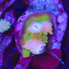 Wysiwyg Acropora Stump #20 *pick up only – read description*