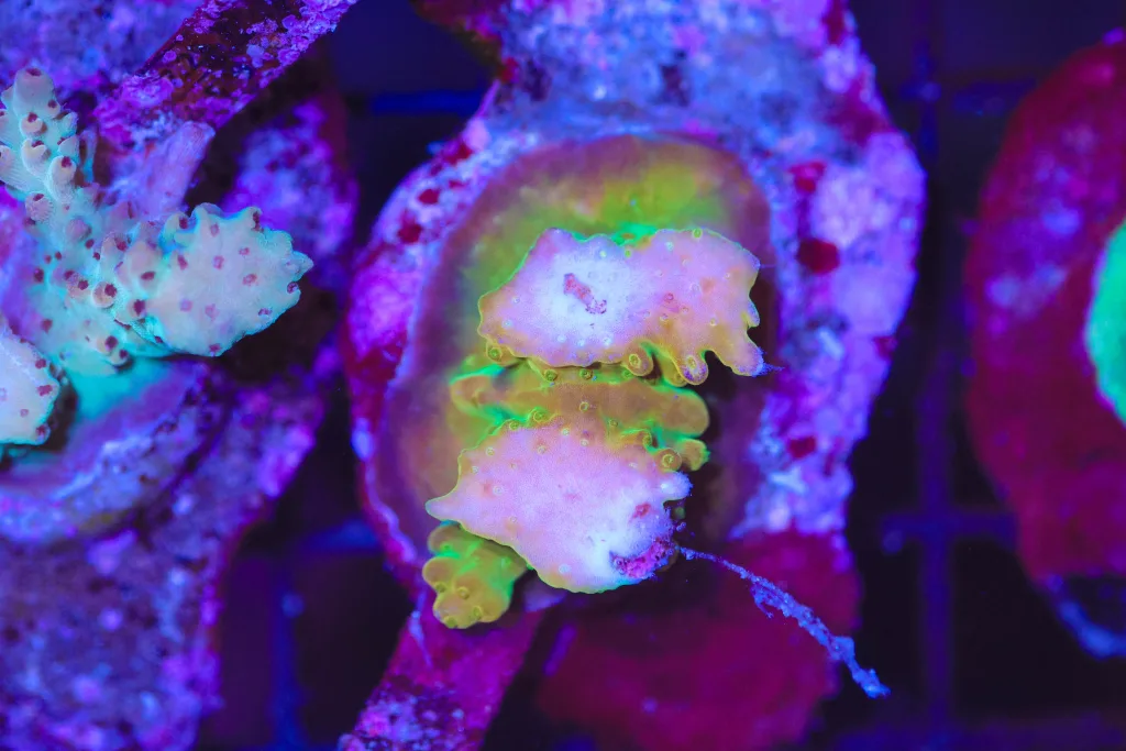 Frag Box Corals