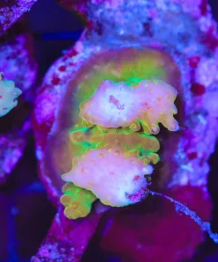 Wysiwyg Acropora Stump #20 *pick up only – read description*