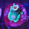 Wysiwyg Acropora Stump #21 *pick up only – read description*