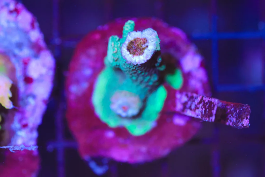 Frag Box Corals