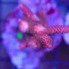 Wysiwyg Acropora Stump #22 *pick up only – read description* SOLD! WILL