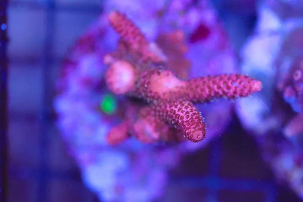 Frag Box Corals