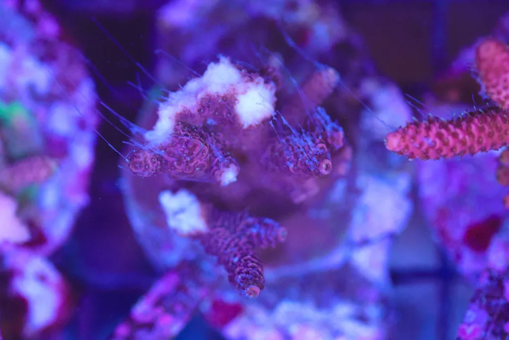 Frag Box Corals