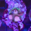 Wysiwyg Acropora Stump #24 *pick up only – read description*