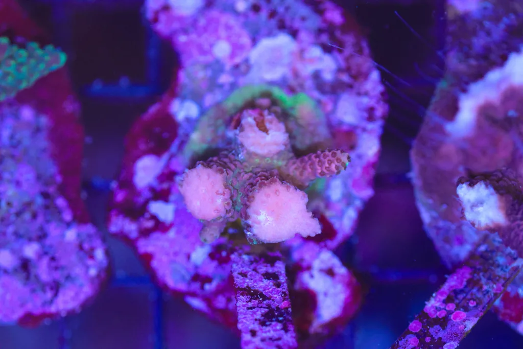 Frag Box Corals
