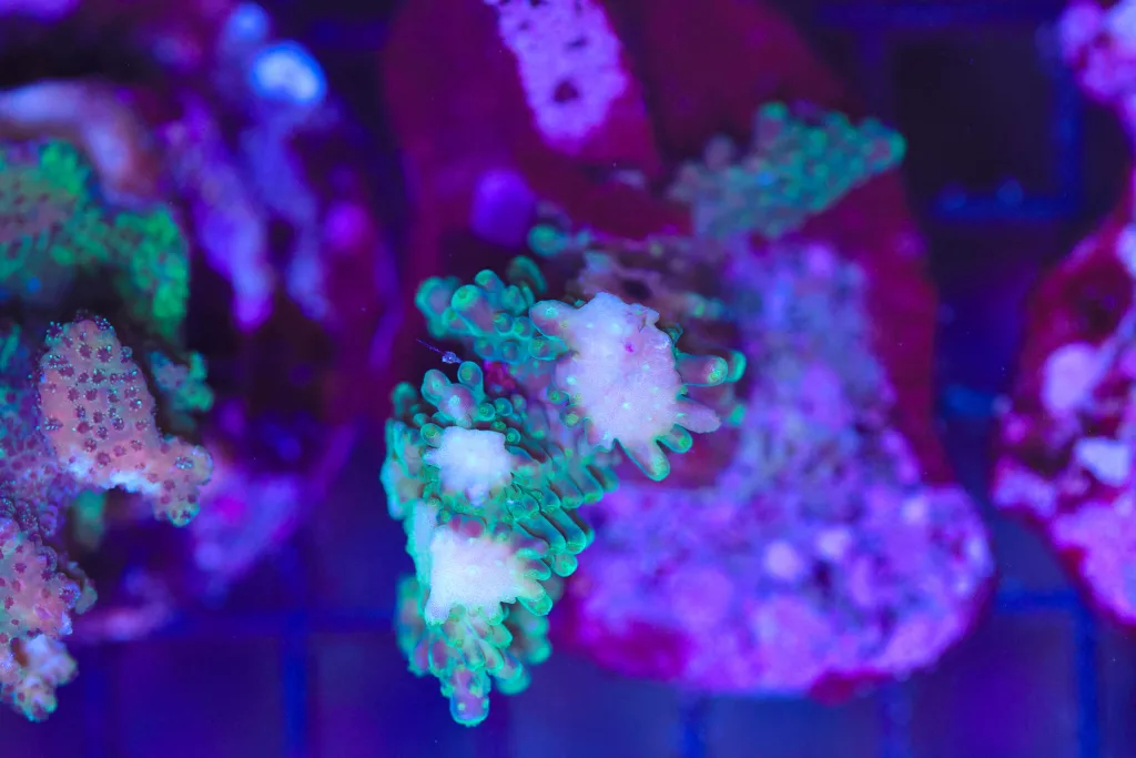 Frag Box Corals