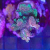 Wysiwyg Acropora Stump #26 *pick up only – read description*