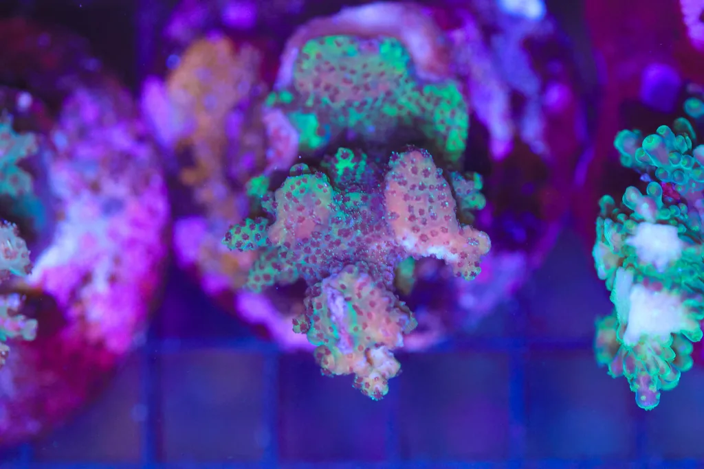 Frag Box Corals