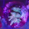 Wysiwyg Acropora Stump #27 *pick up only – read description* Wysiwyg Acropora Stump #27 *pick up only – read description*