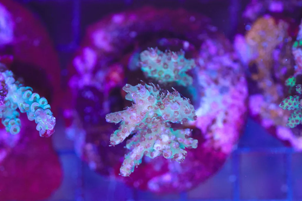 Frag Box Corals
