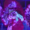 Wysiwyg Acropora Stump #28 *pick up only – read description*