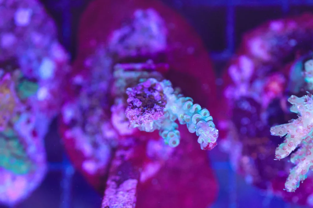 Frag Box Corals