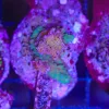 Wysiwyg Acropora Stump #29 *pick up only – read description*