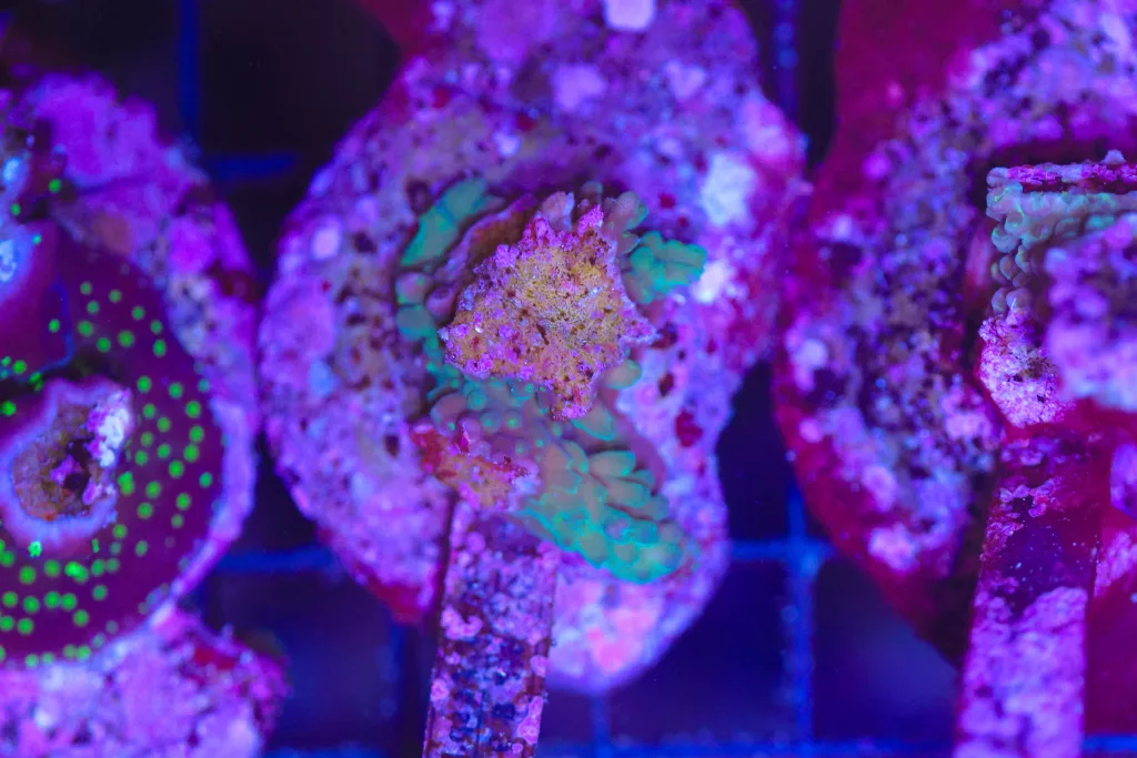 Frag Box Corals